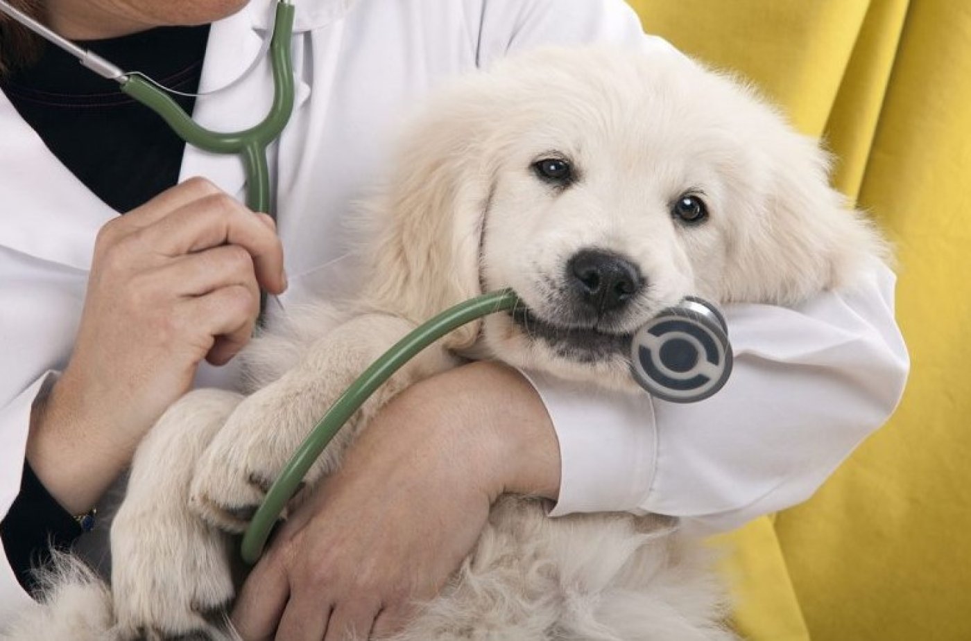 yunusemre manisa veteriner klinikleri-i65b26a7a7735c.jpg